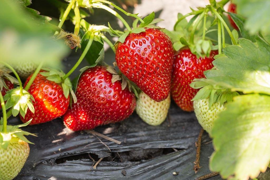 Fragaria Ananassa Ostara-3бр.коренища ЯГОДИ